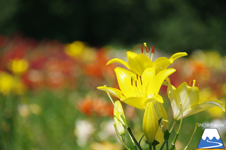 北海道最大級、213万輪のゆりの花！『オーンズ春香山ゆり園』